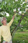 甲州市塩山の桃娘農園で桃の剪定作業をお手伝い♪